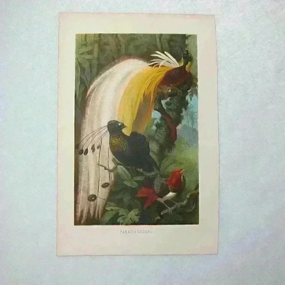 Bird Art Print Lithograph Birds-Of-Paradise Green Yellow White Antique 1882 RARE - Picture 7 of 12